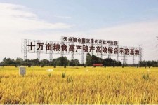 仁寿关于成都商务伴游外围雇用的信息